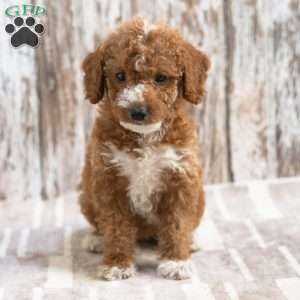 Klara, Mini Labradoodle Puppy